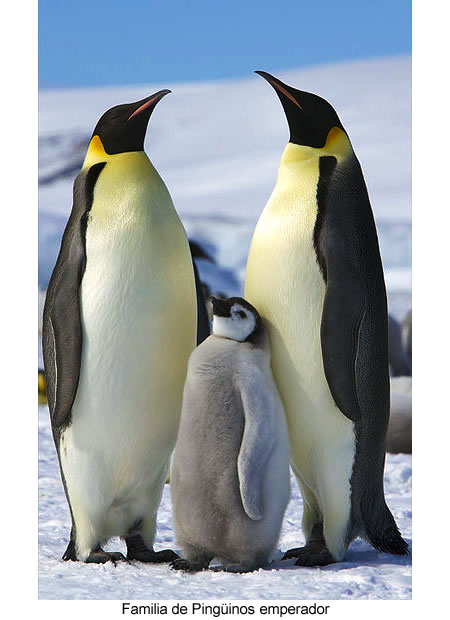 pingüino emperador (Aptenodytes forsteri)